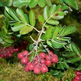 &times; Crataegosorbus miczurinii