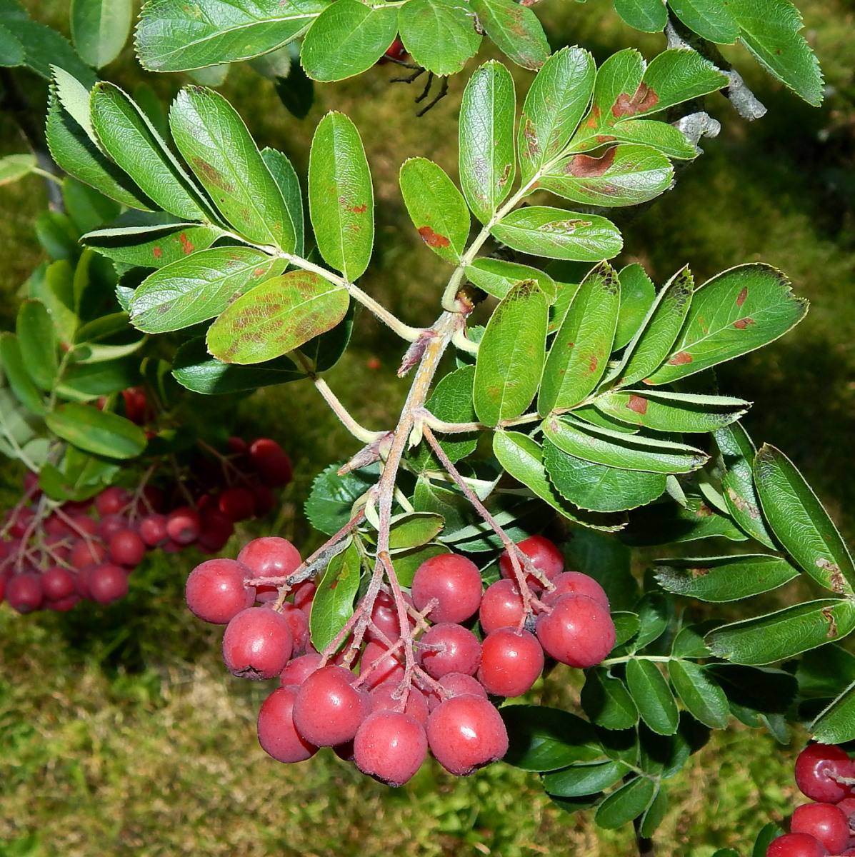 Image of &times; Crataegosorbus miczurinii specimen.