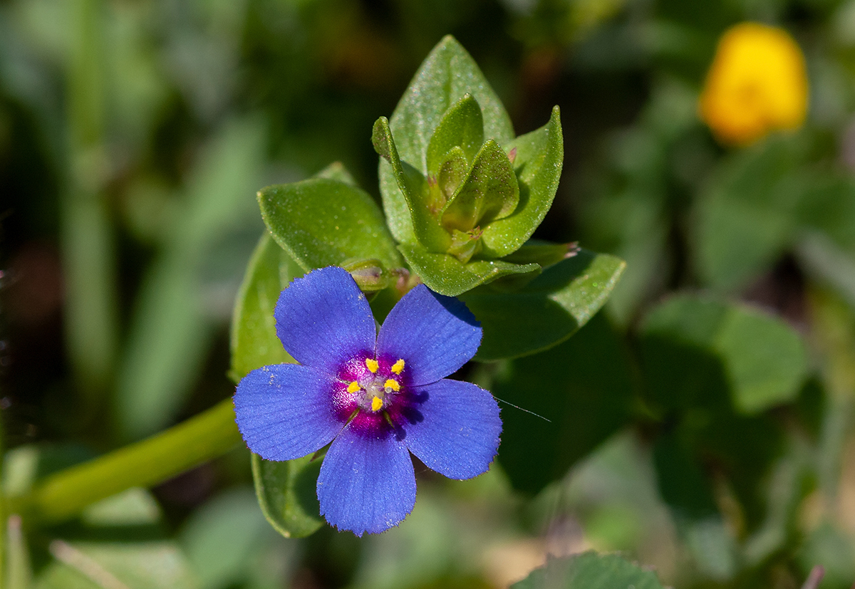 Image of Anagallis arvensis specimen.