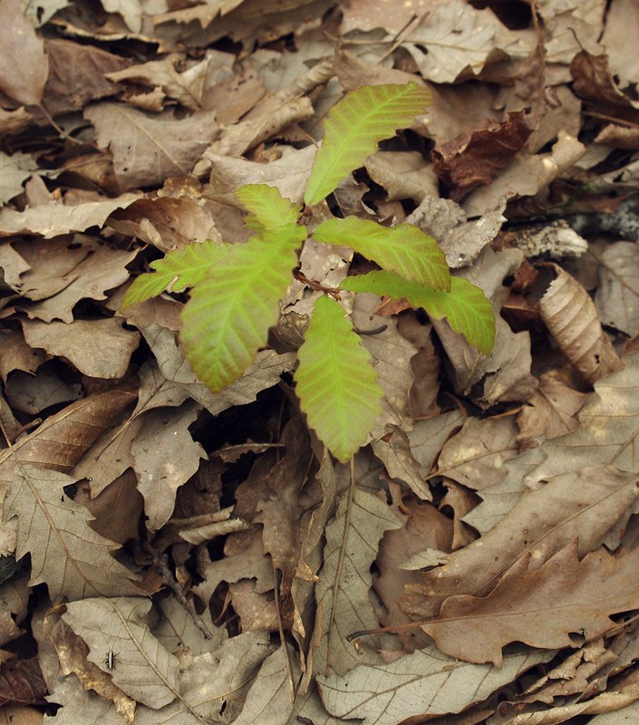 Изображение особи Quercus castaneifolia.