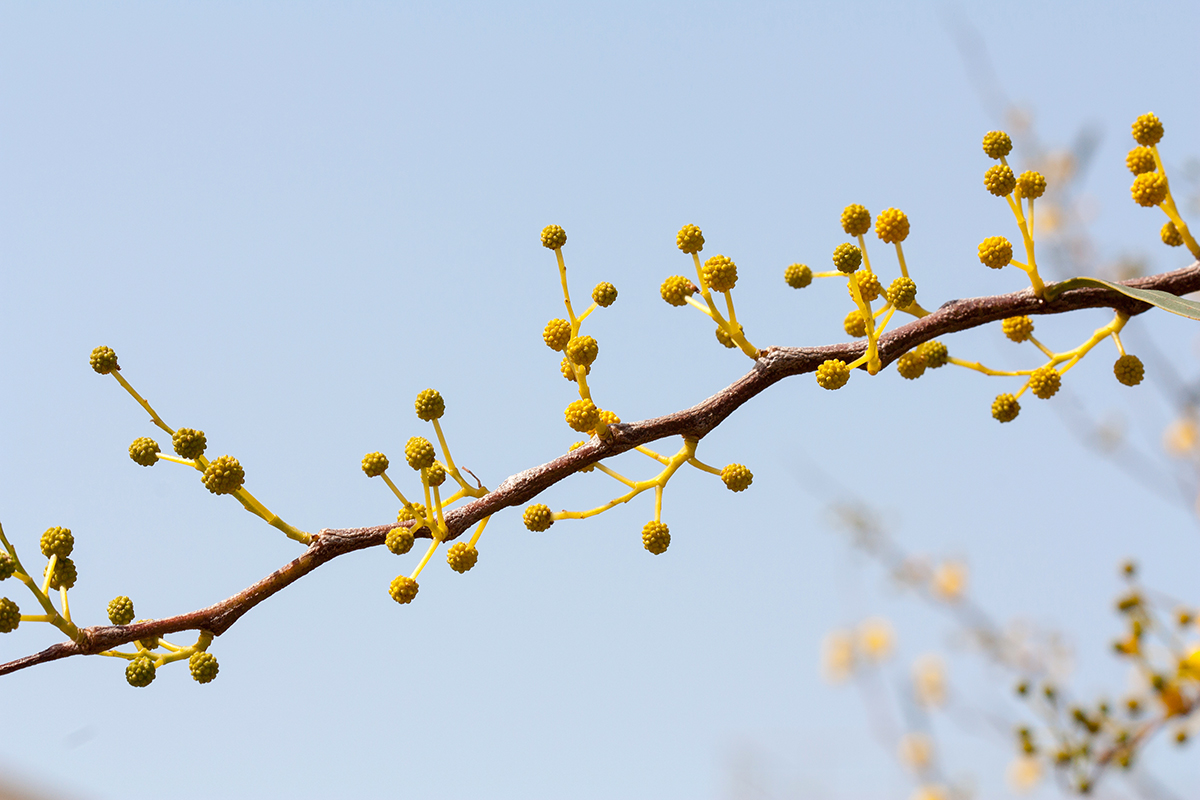 Image of Acacia saligna specimen.