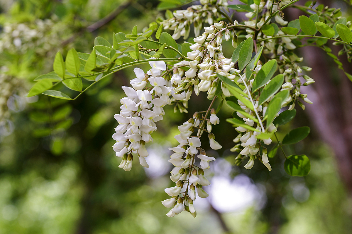 Image of Robinia pseudoacacia specimen.