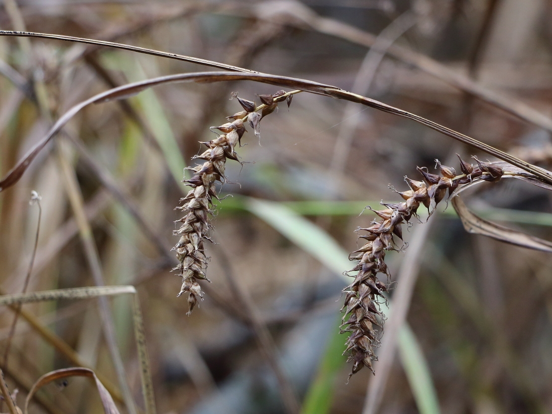 Изображение особи Carex sordida.