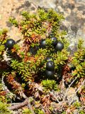 Empetrum hermaphroditum. Веточки со зрелыми плодами. Мурманская обл., окр. г. Заозёрск, высота 314.9, южный склон, кустарничковая берёзовая лесотундра, на скале. 21.09.2021.