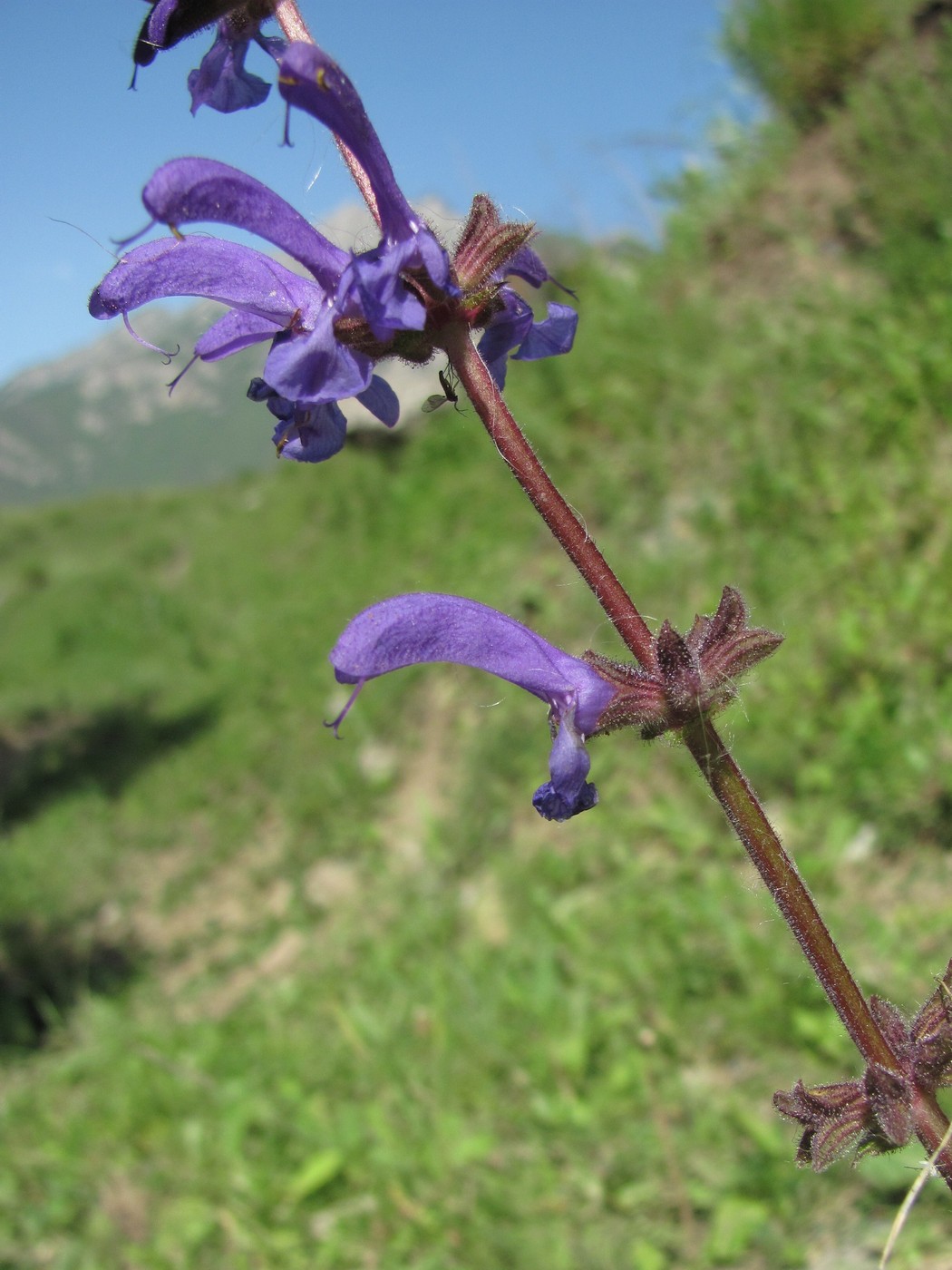 Изображение особи Salvia kuznetzovii.