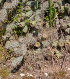 Cylindropuntia cholla