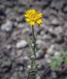 Anthemis tinctoria. Соцветие-корзинка. Пермский край, Кунгурский р-н, окр. с. Филипповка, гора Ледяная, слабо задернованный склон. 20.06.2021.