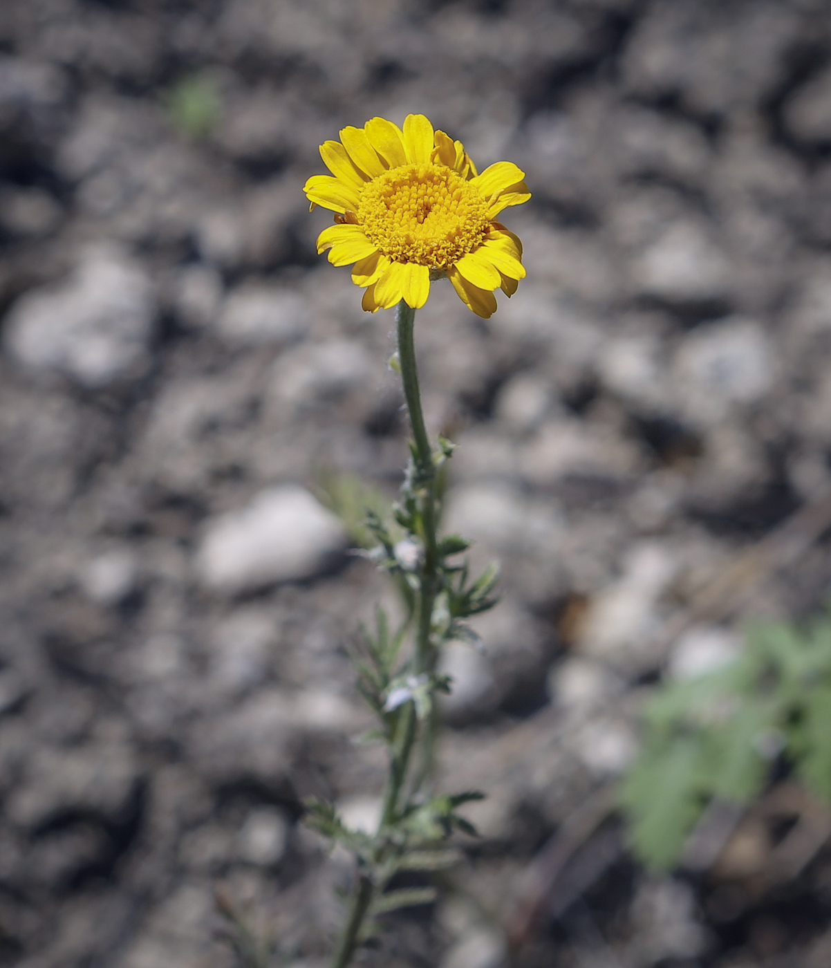 Изображение особи Anthemis tinctoria.