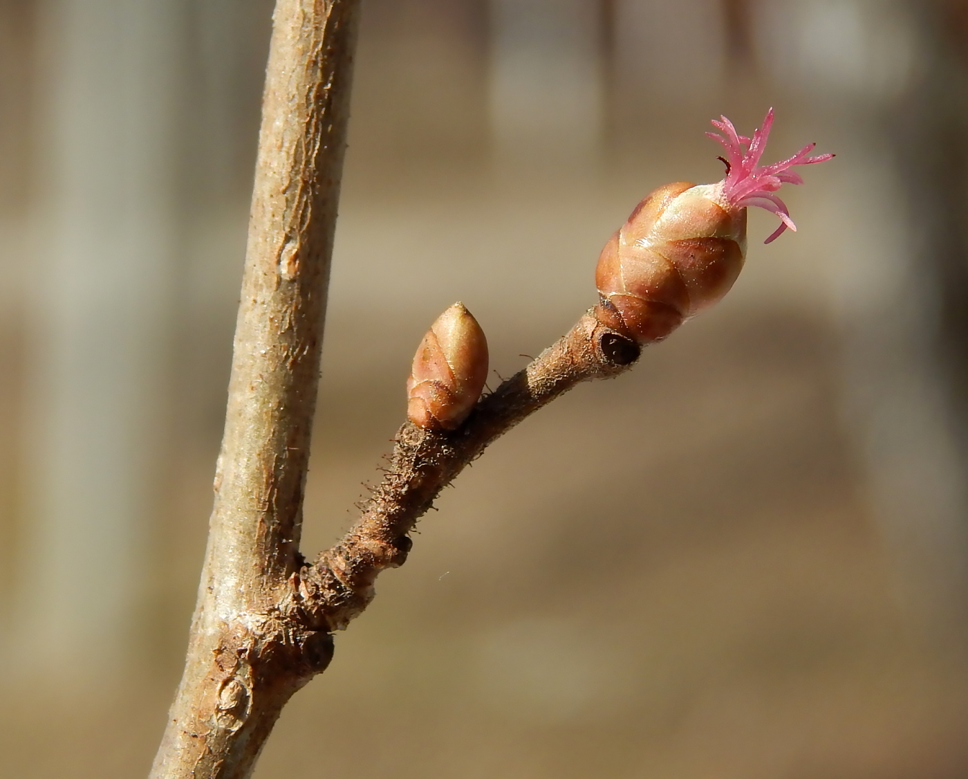 Изображение особи Corylus avellana.