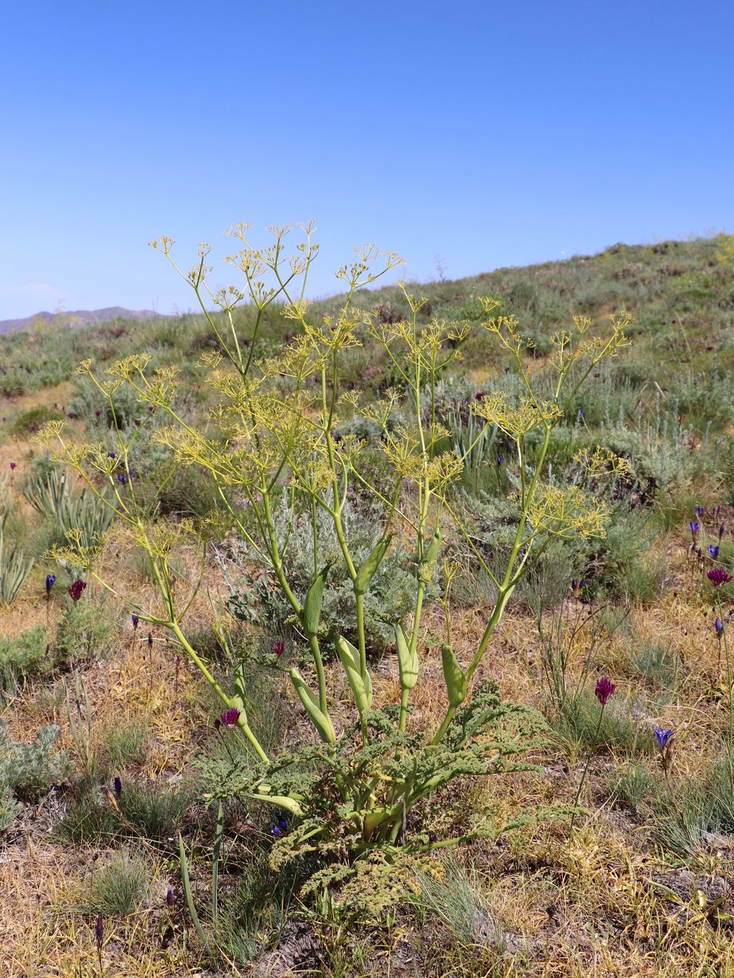 Image of Ferula ovina specimen.