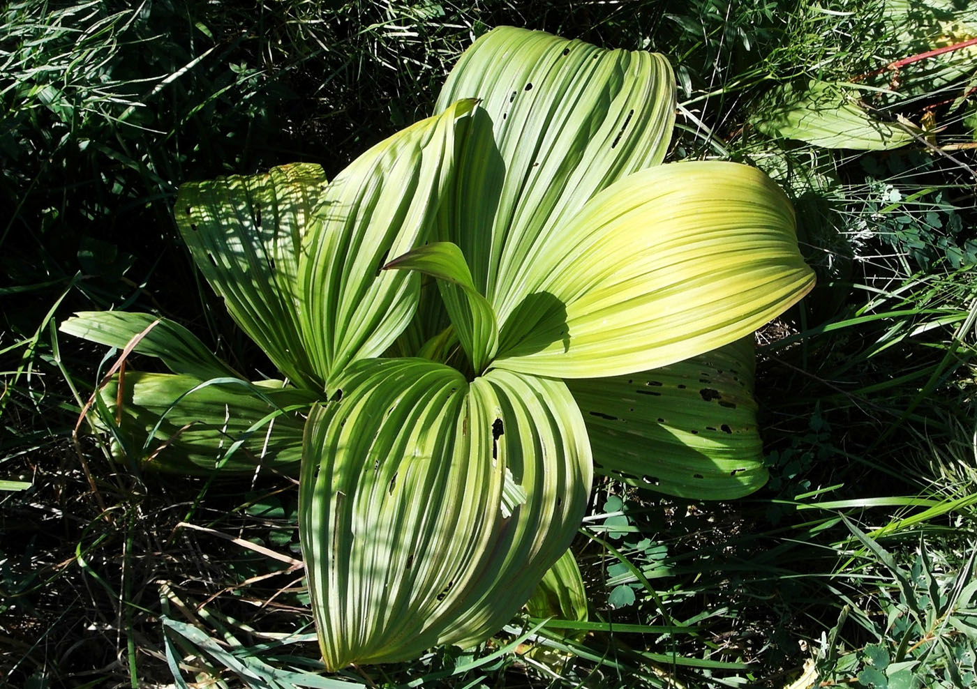 Изображение особи Veratrum nigrum.