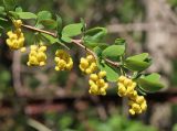 Berberis vulgaris