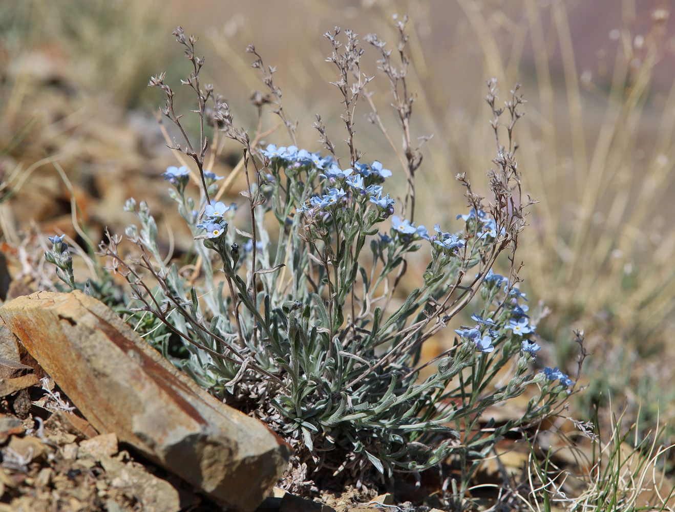 Изображение особи Eritrichium pulviniforme.