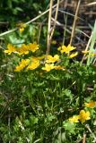 genus Caltha. Цветущие растения. Санкт-Петербург, Петродворцовый р-н, заказник «Южное побережье Невской Губы», участок «Кронштадтская колония», побережье Финского залива. 21.05.2022.