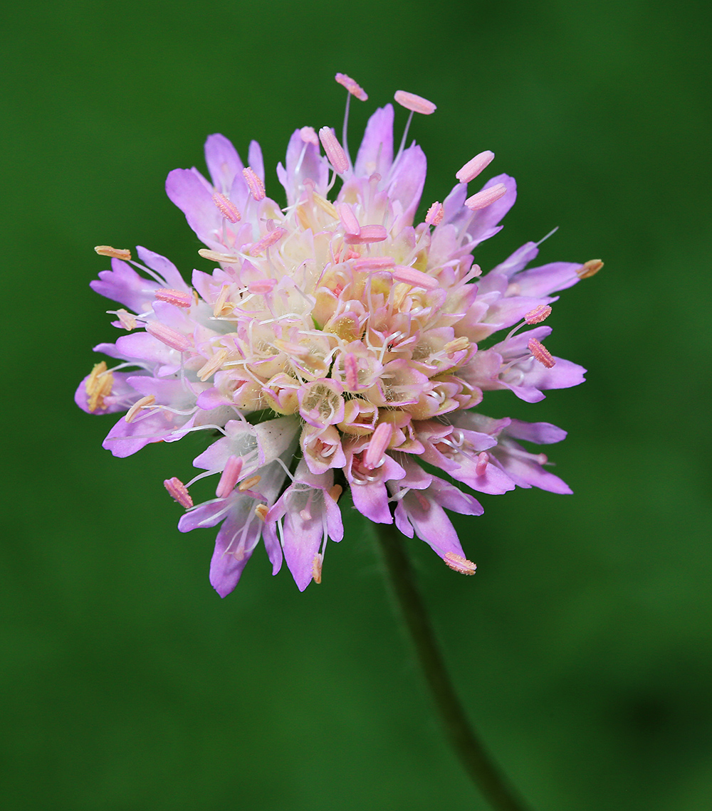 Image of Knautia arvensis specimen.