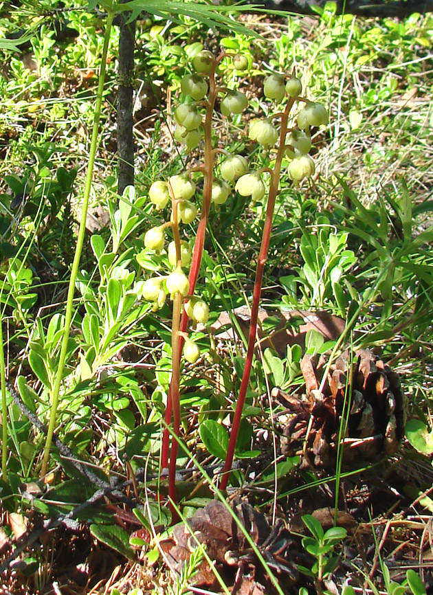 Image of Pyrola chlorantha specimen.