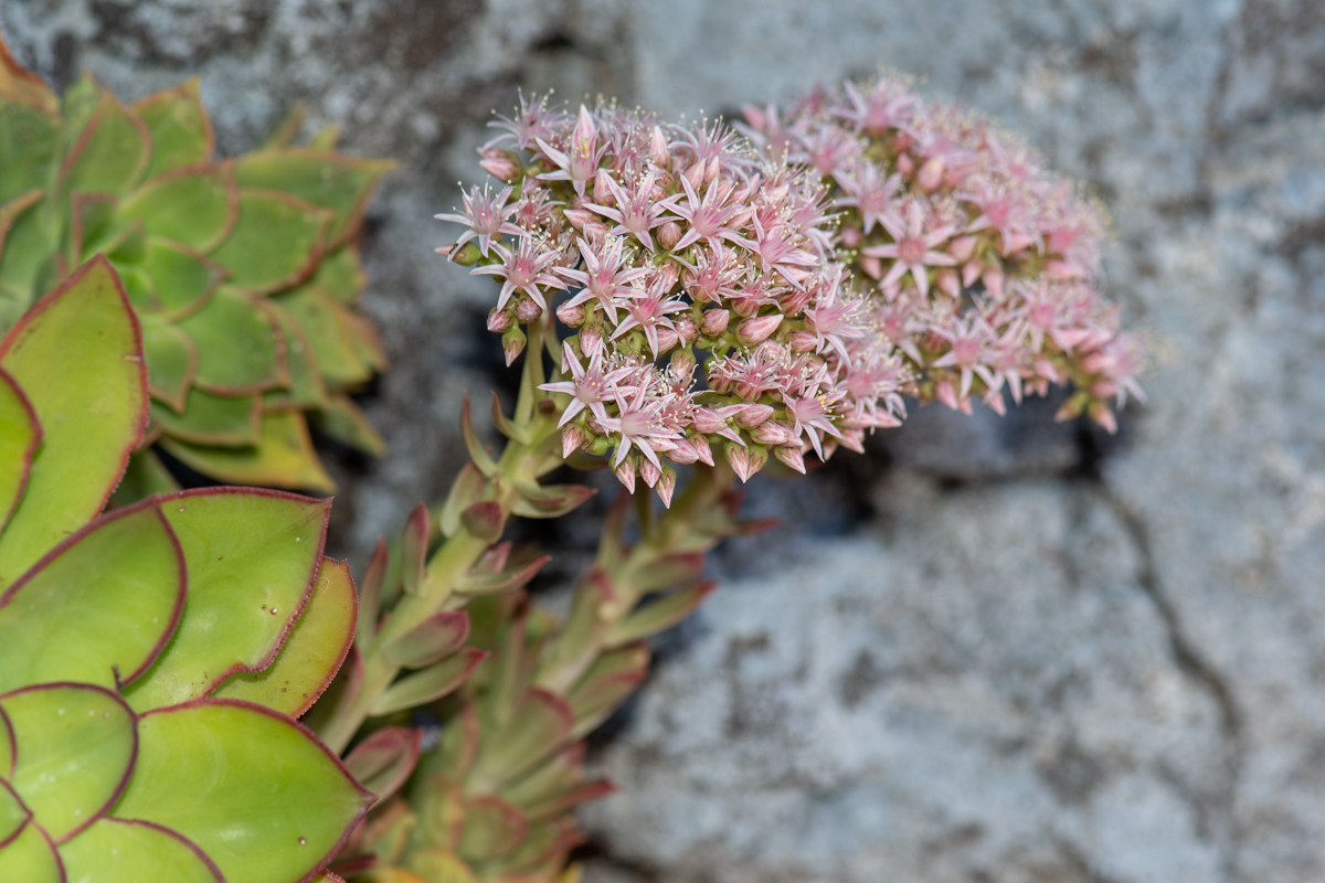 Image of Aeonium decorum specimen.