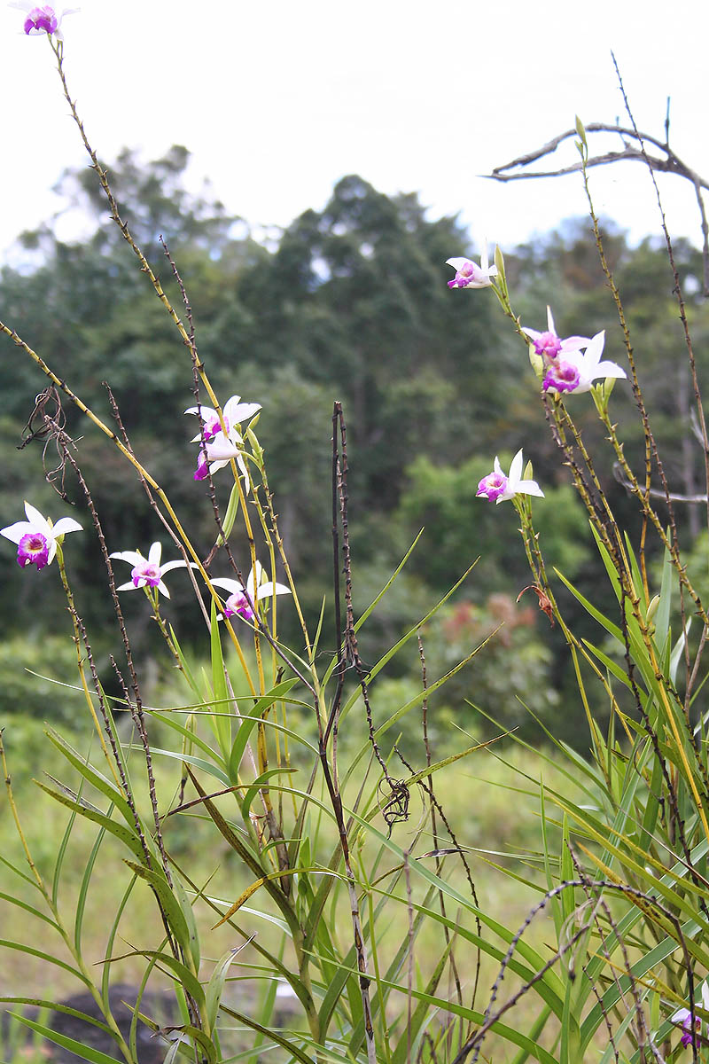 Image of Arundina graminifolia specimen.