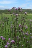 Cirsium arvense. Верхушка цветущего растения с мухой. Мурманская обл., Кольский р-н, Долина Славы, Мемориал защитникам Советского Заполярья; окрайка посевов кормовых трав. 01.08.2022.