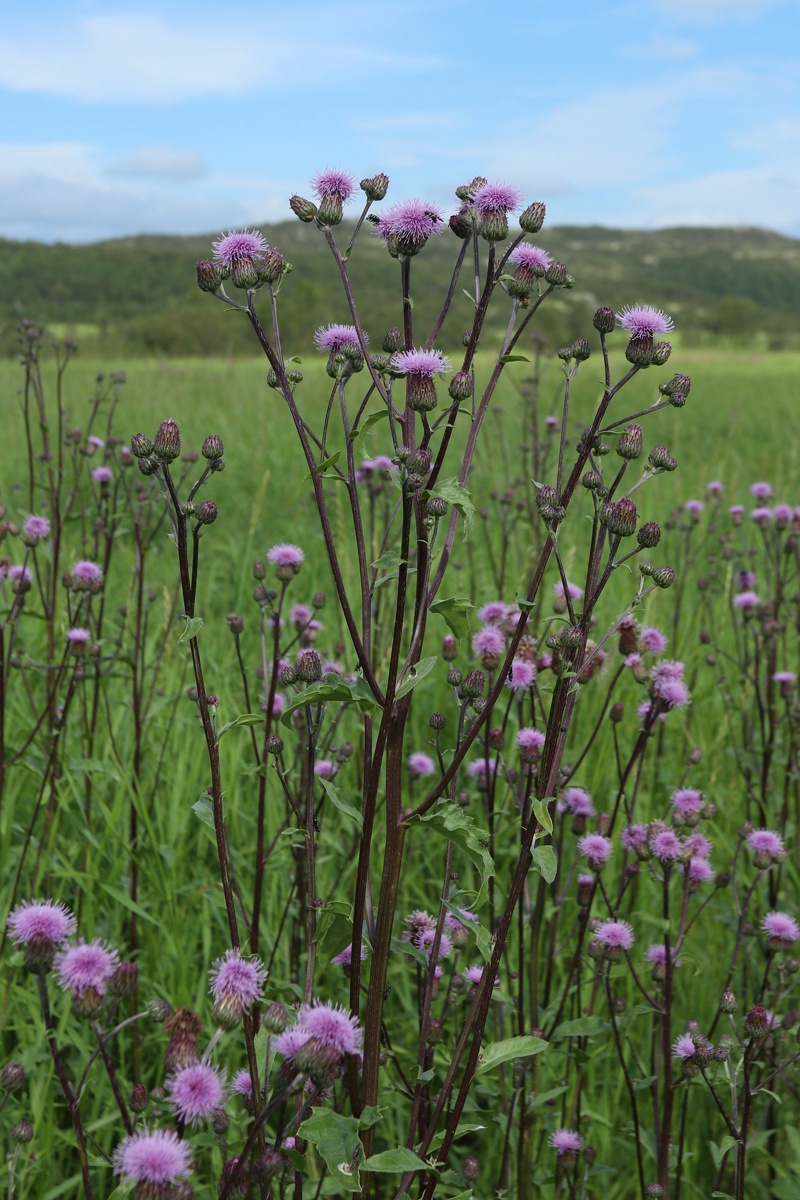 Image of Cirsium arvense specimen.