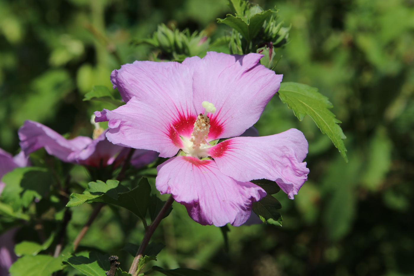 Изображение особи Hibiscus syriacus.