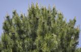 Pinus sibirica