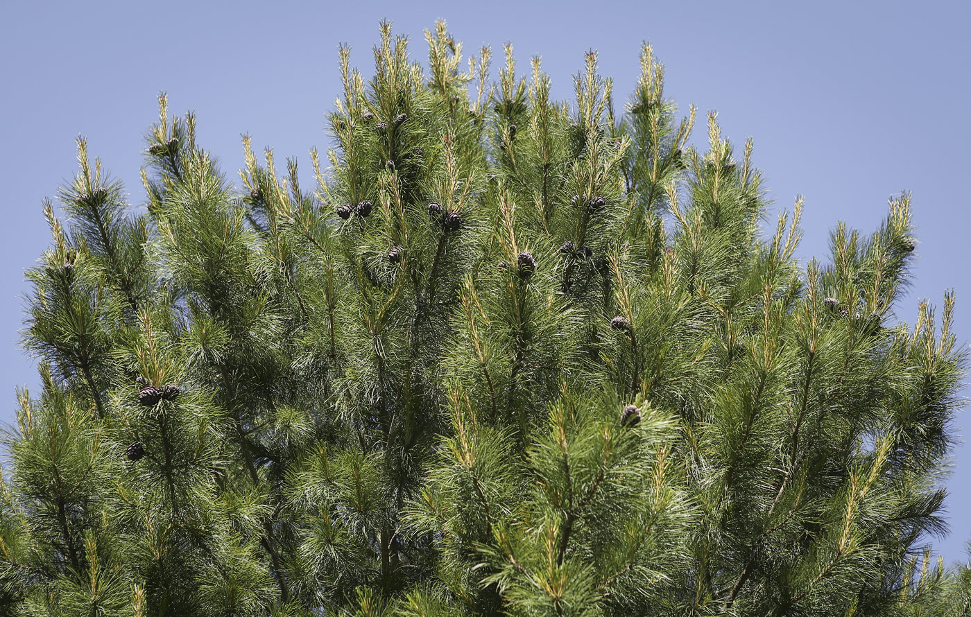 Изображение особи Pinus sibirica.