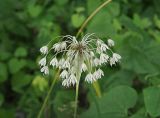 Allium oleraceum