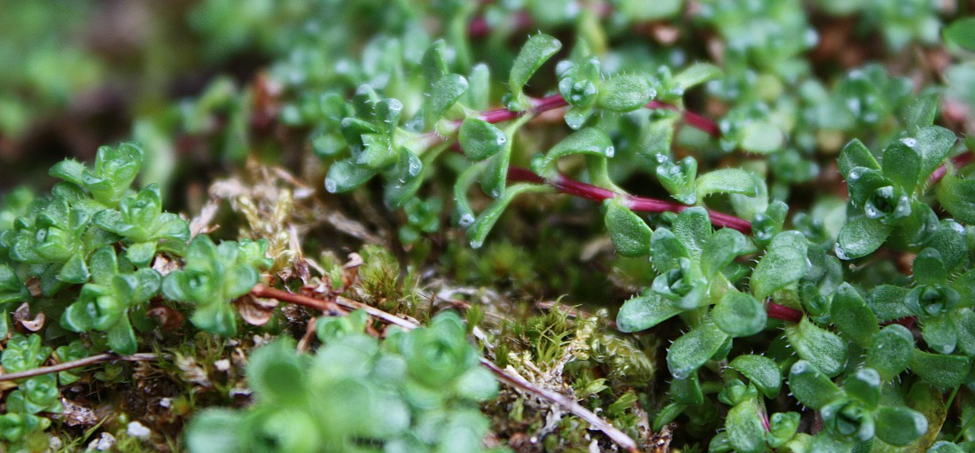 Image of Saxifraga oppositifolia specimen.