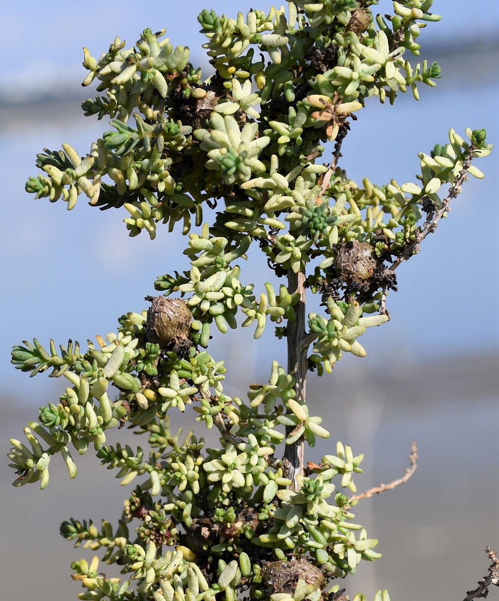 Изображение особи семейство Chenopodiaceae.