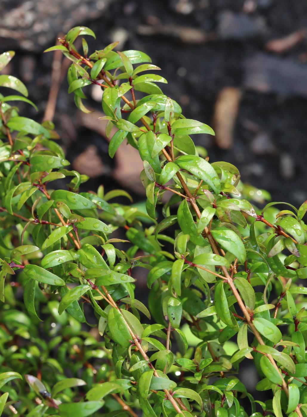 Image of Myrtus communis specimen.