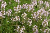 Thymus marschallianus. Верхушки цветущих побегов; на одном из соцветий поджидает жертву паук Thomisus onustus. ДНР, Донецк, балка Бирючья, верховье, каменистая осыпь на левом склоне. 05.06.2021.