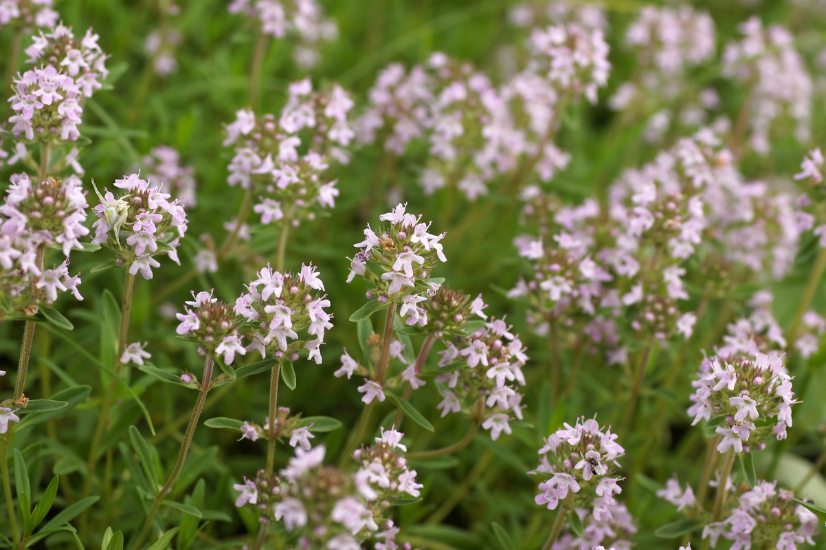 Изображение особи Thymus marschallianus.