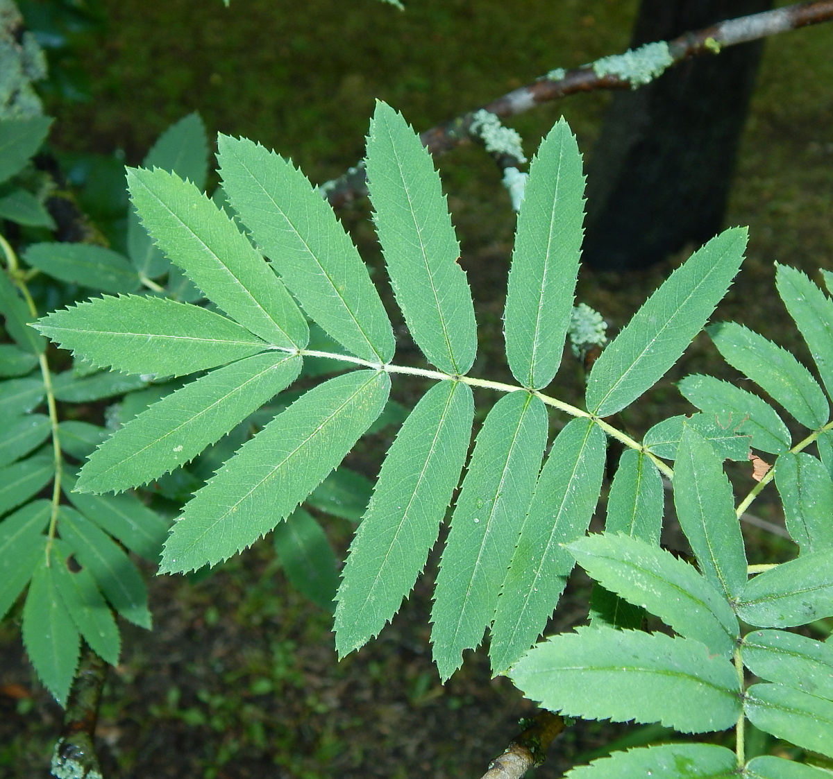 Image of Sorbus domestica specimen.