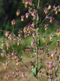 Thalictrum simplex