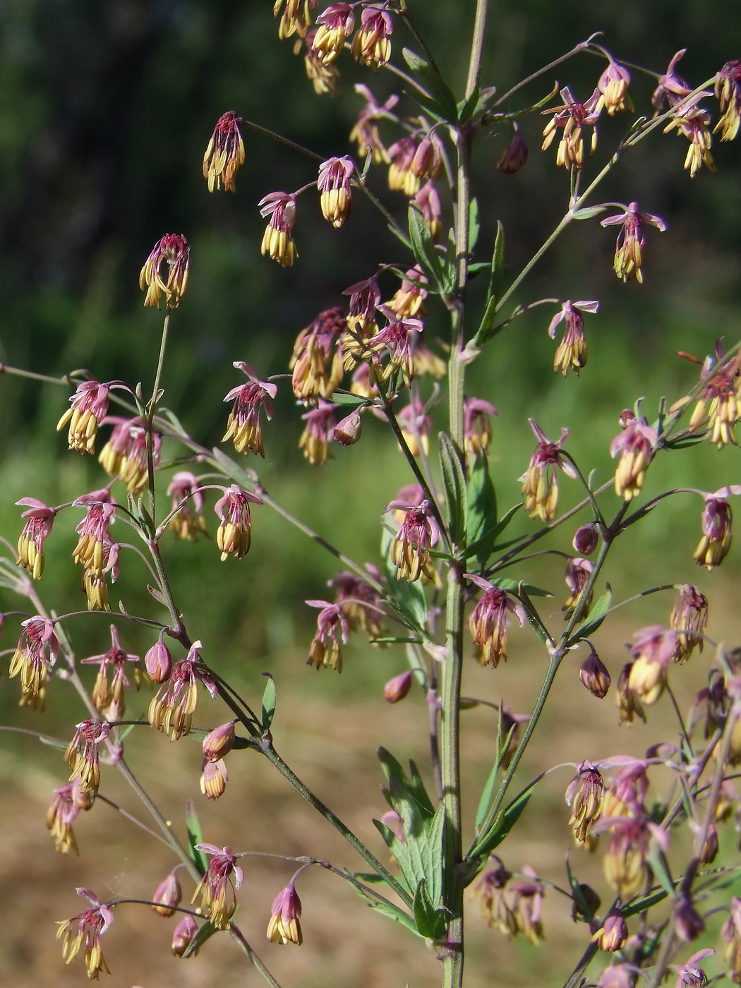 Изображение особи Thalictrum simplex.