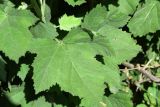 familia Malvaceae