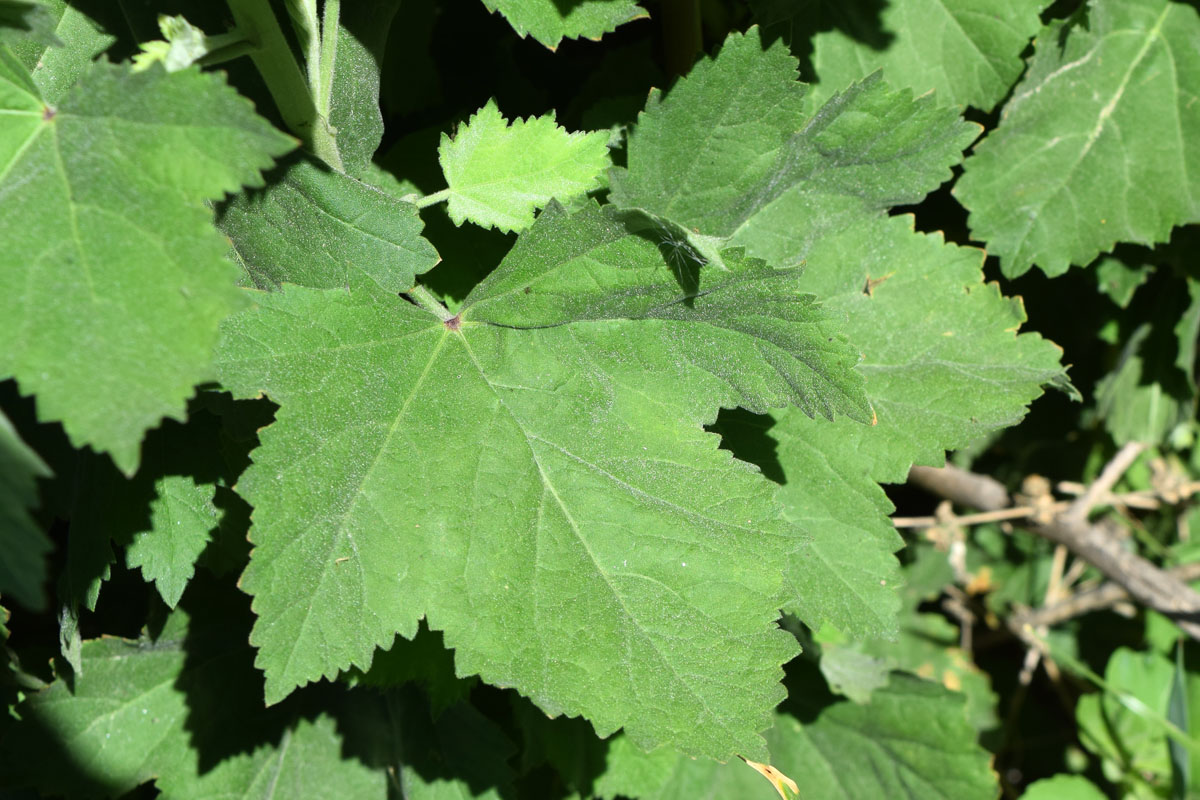 Изображение особи семейство Malvaceae.