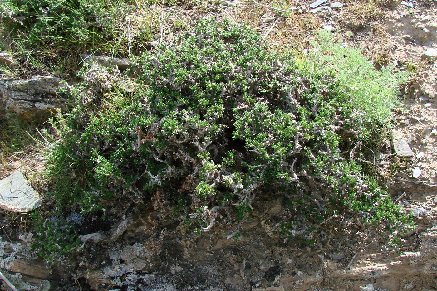 Image of Nanophyton saxatile specimen.