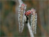 Populus tremula. Мужские соцветия. Москва, Ферганский проезд, сохранившийся у домов лес. 20.04.2012.