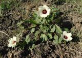 Hibiscus trionum