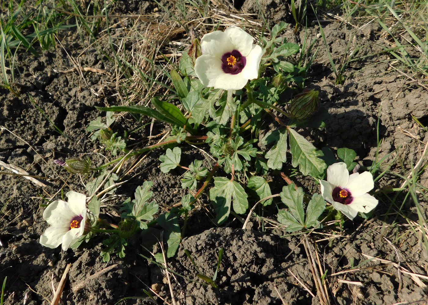 Image of Hibiscus trionum specimen.