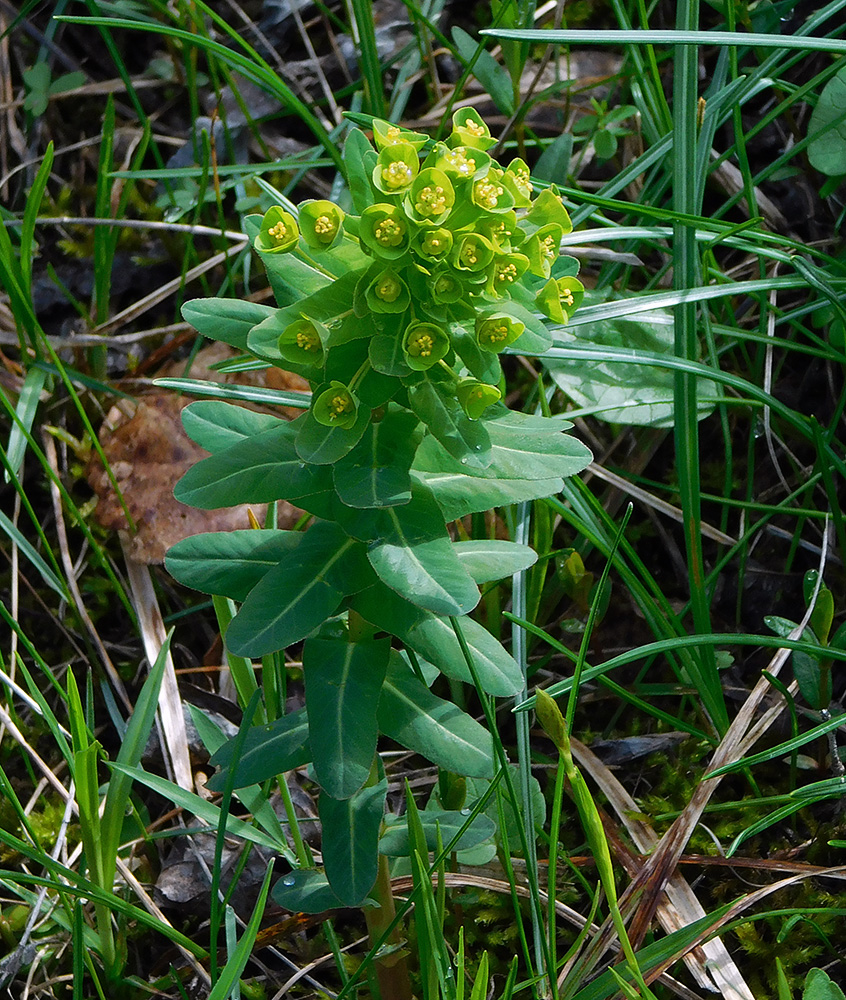 Image of Euphorbia condylocarpa specimen.