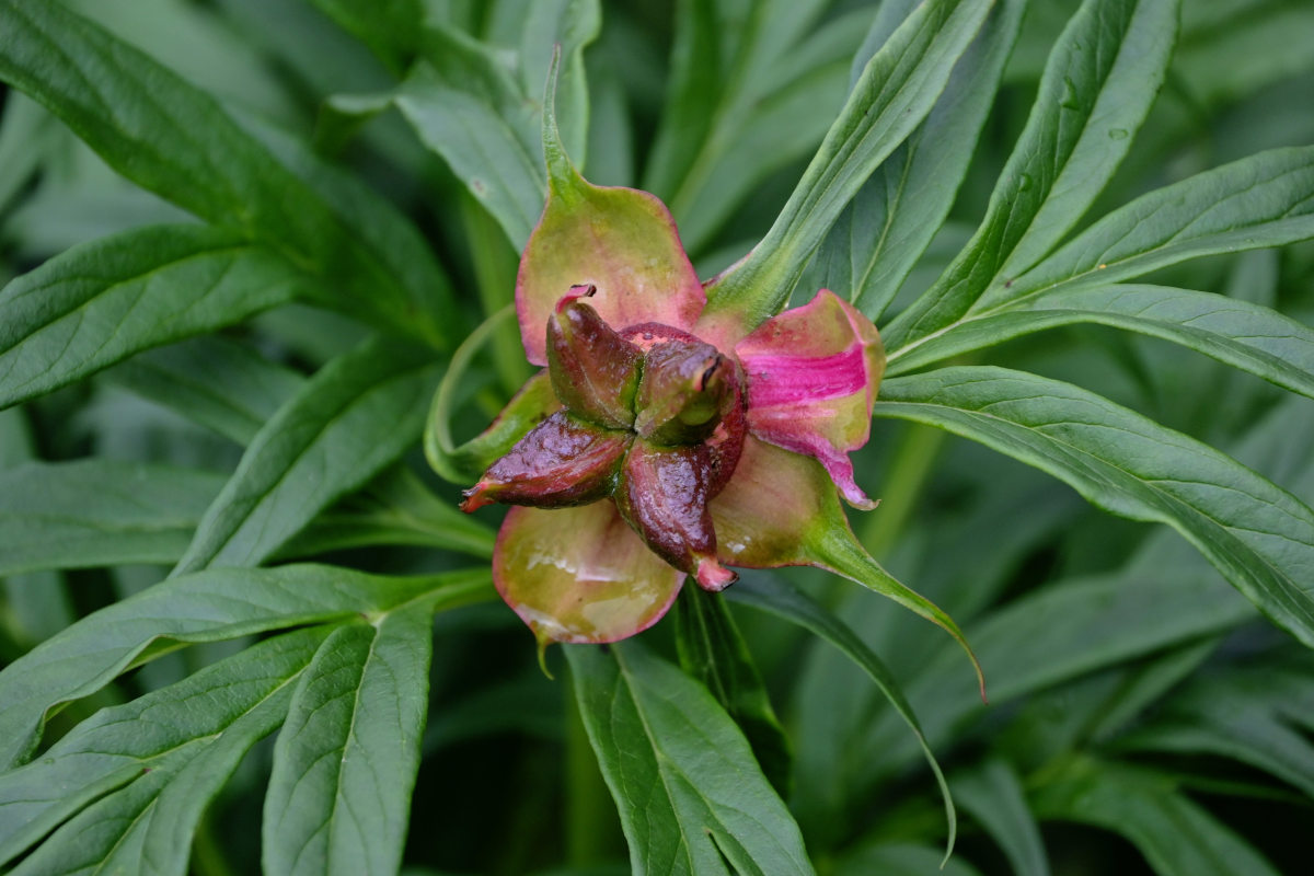 Image of Paeonia anomala specimen.