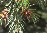 Abies alba