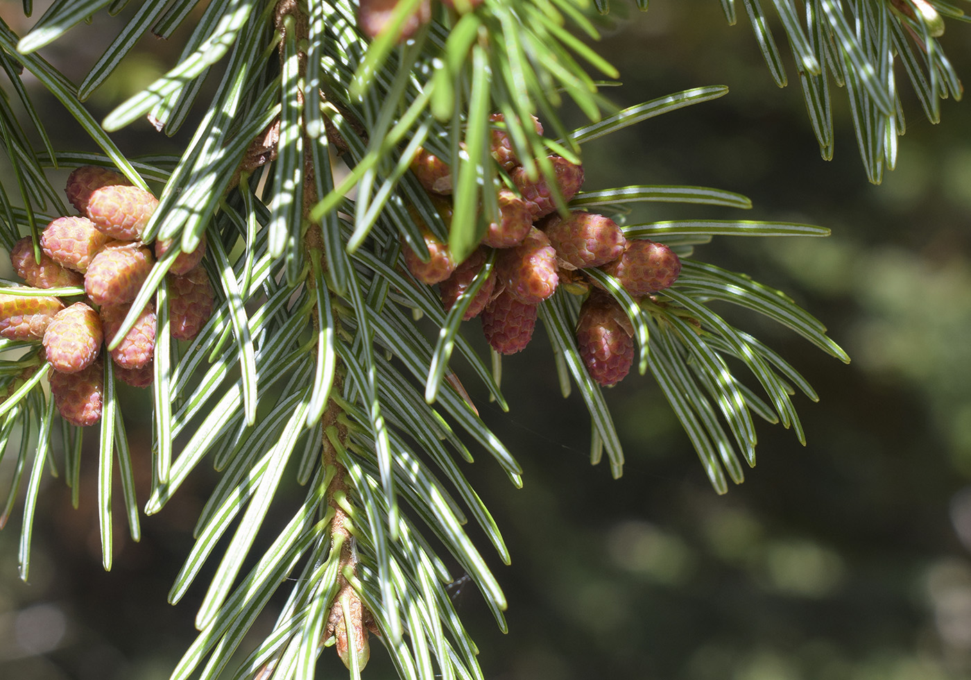 Изображение особи Abies alba.