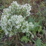 Salvia aethiopis