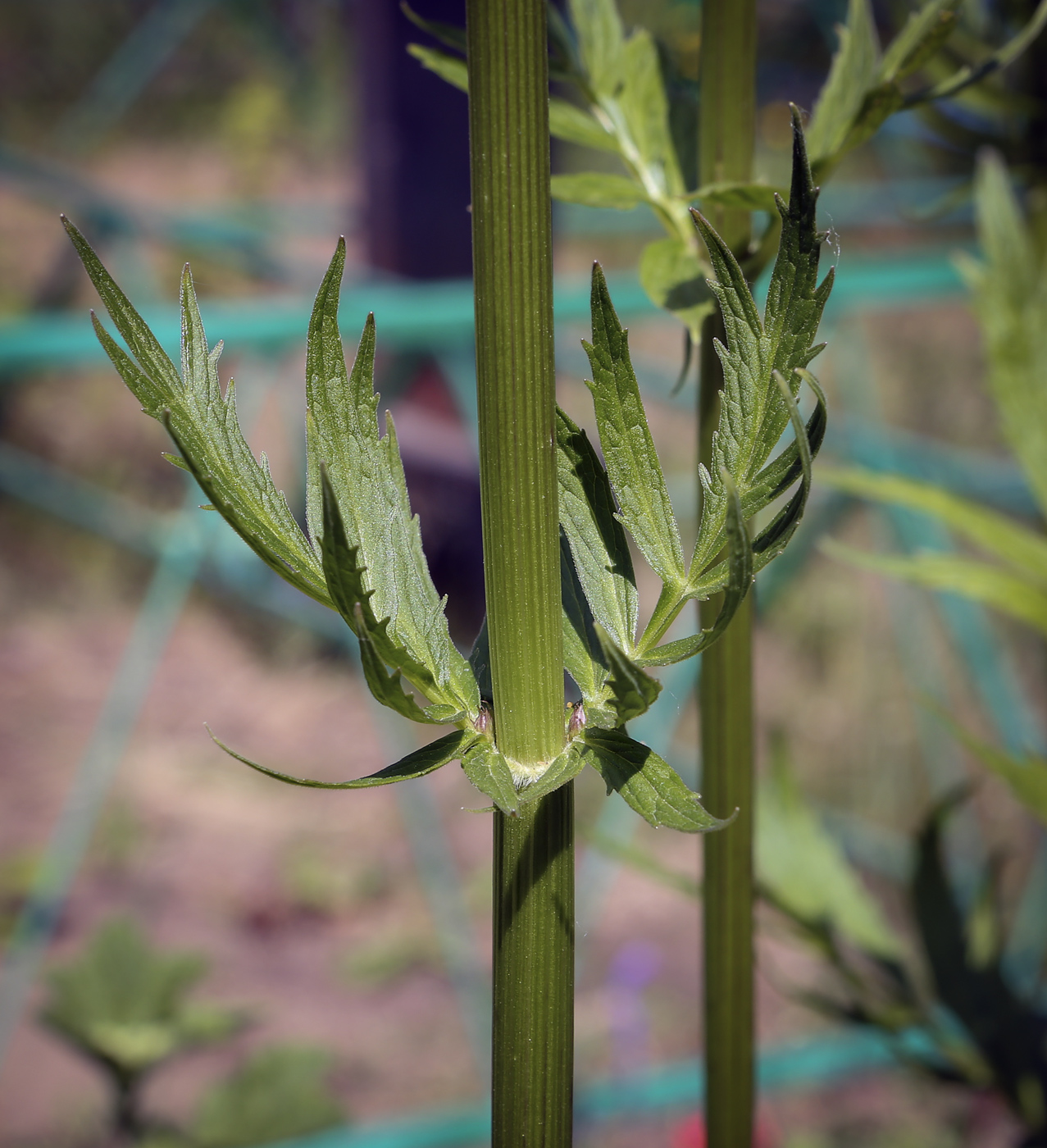 Image of Valeriana wolgensis specimen.