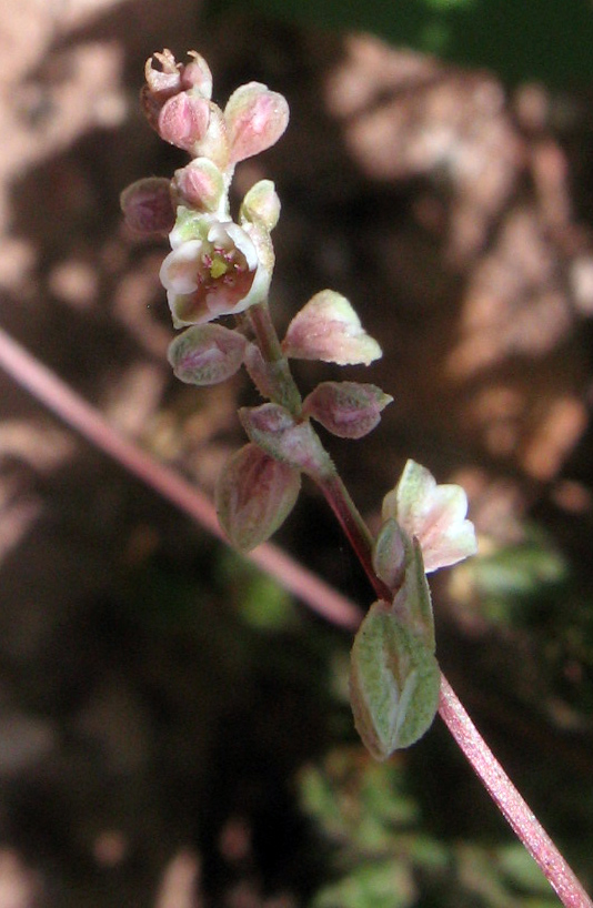 Изображение особи Fallopia convolvulus.