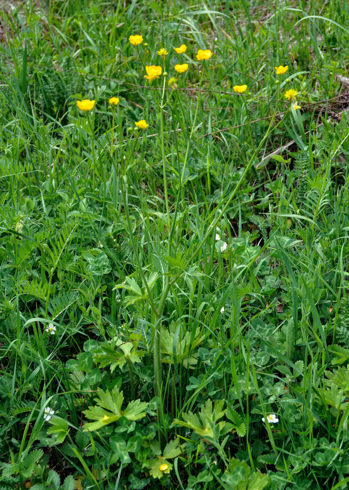 Image of Ranunculus grandiflorus specimen.